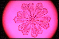 雪花