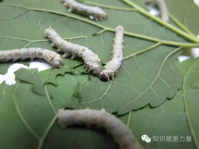 从蚕宝宝到一件丝织品要用几步？