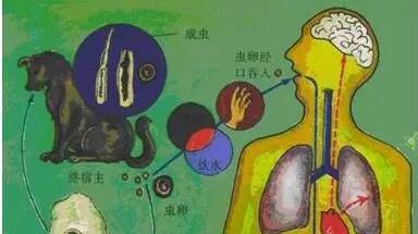 肝包虫病，你了解多少？