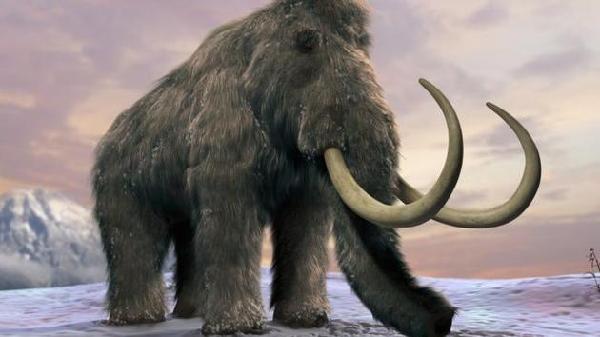 圣保罗岛上的猛犸象比大陆上的猛犸象多活了几千年。