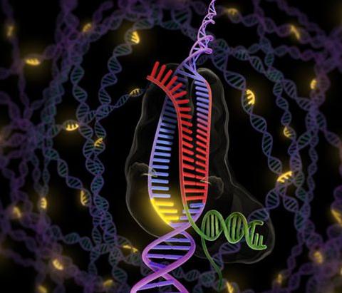 基因编辑利器CRISPR-Cas9