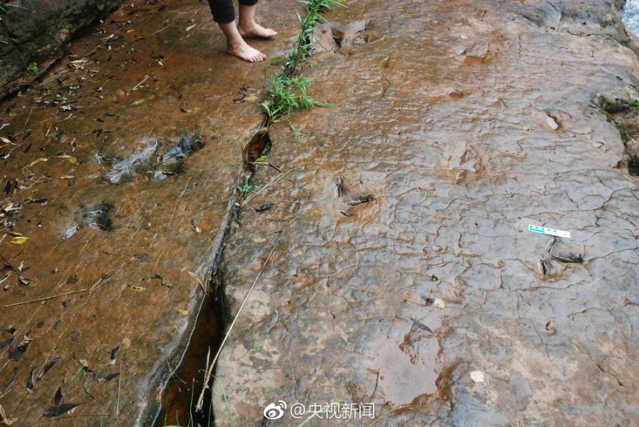 河滩出现“脚印” 竟是一亿年前恐龙足迹【2】