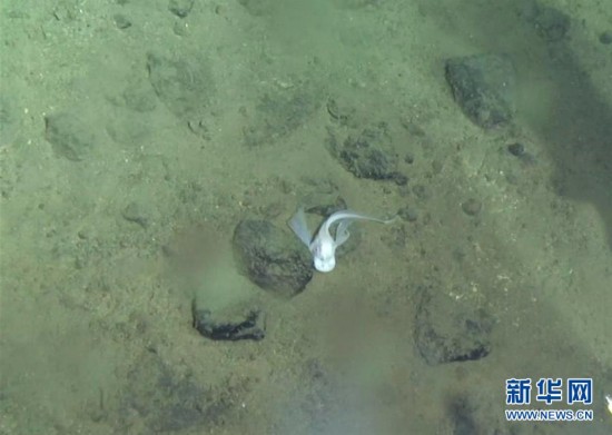 （在世界最深处下潜·图文互动）（4）“蛟龙”号深潜马里亚纳海沟6699米 近距离拍摄狮子鱼深渊游弋珍贵影像 